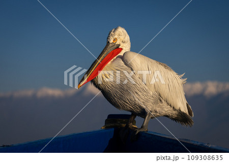 Pelican in bow of boat watching camera Pelican in bow of boat watching camera 109308635