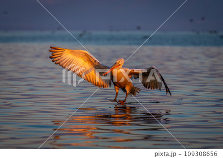 Pelican making water landing on calm lake 109308656