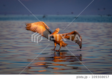 Pelican making water landing on purple lake Pelican making water landing on purple lake 109308657