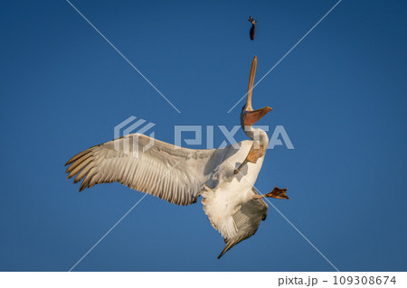 Pelican reaches for fish in blue sky Pelican reaches for fish in blue sky 109308674