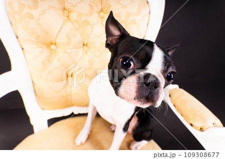 Boston Terrier dog sitting on an ancient arm chair in studio. Boston Terrier dog sitting on an ancient arm chair in studio. 109308677
