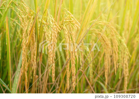 Golden Yellow Rice in the Rice Fields Early Morning, Ready for Harvesting 109308720