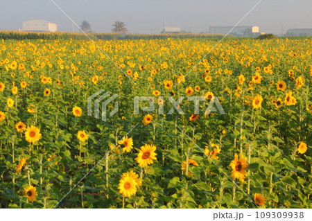 花 フラワー お花 109309938
