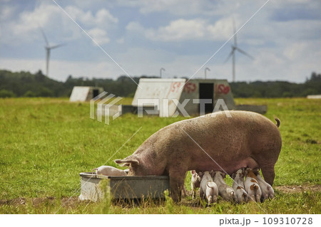 Eco pig farm in the field in Denmark Eco pig farm in the field in Denmark 109310728