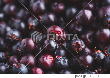 Close Up of Ripe Berries of Shadbush 109310779