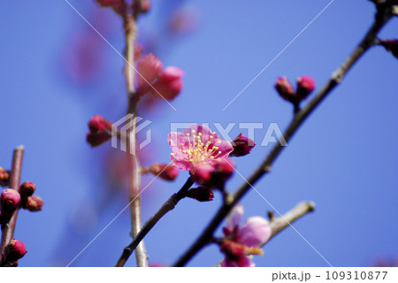 初冬 梅の花 初冬 梅の花 109310877