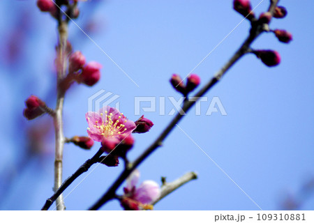 初冬　梅の花 109310881