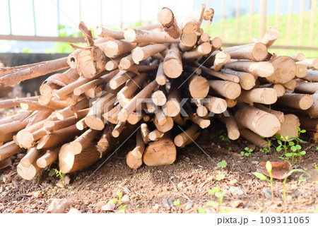 焚き火用に収集して積み上げた薪 109311065