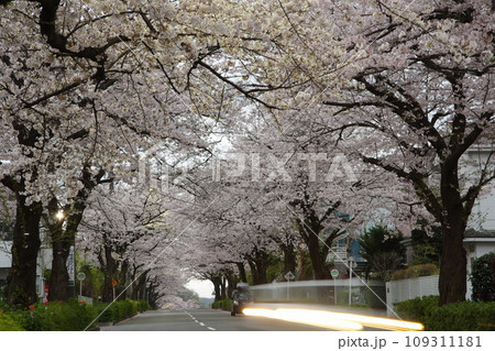 東玉川学園 夜明け前のサクラのトンネルを行く自動車 109311181