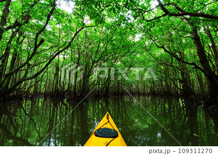 沖縄県西表島　仲間川支流のマングローブのトンネルを進むカヤック 109311270