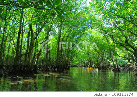 沖縄県西表島 仲間川支流のマングローブのトンネルを進むカヌー 沖縄県西表島 仲間川支流のマングローブのトンネルを進むカヌー 109311274