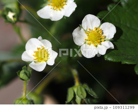 ワイルドストロベリーの花 ワイルドストロベリーの花 109311299