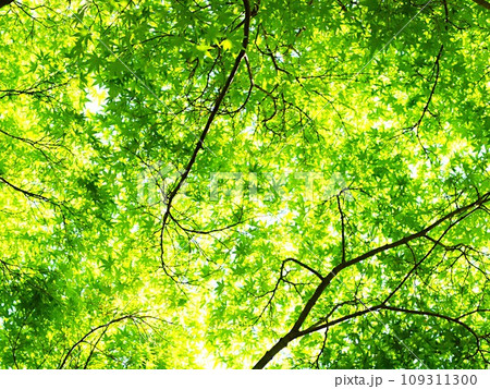 新緑のブナ林の風景 新緑のブナ林の風景 109311300