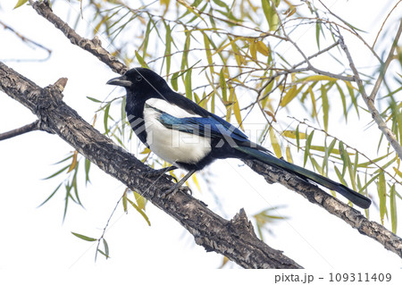 Common Magpie bird 109311409