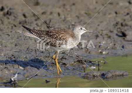 Lesser yellowlegs bird Lesser yellowlegs bird 109311418