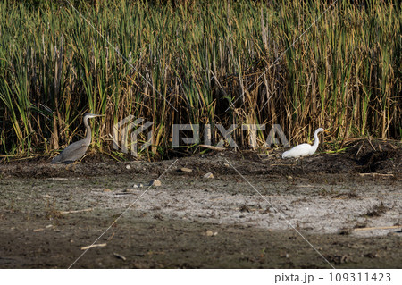 Great Egret bird with Great blue heron 109311423