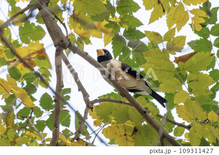 Chinese Grosbeak bird Chinese Grosbeak bird 109311427