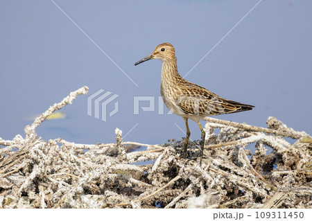 Pectoral Sandpiper bird Pectoral Sandpiper bird 109311450