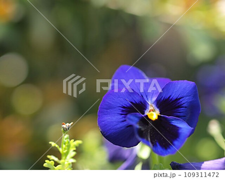 青いパンジーの花とコピースペース 青いパンジーの花とコピースペース 109311472
