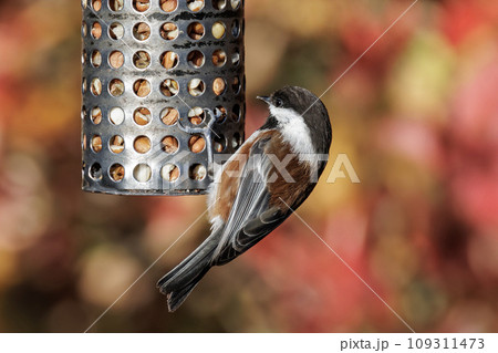 Chestnut-backed Chickadee bird Chestnut-backed Chickadee bird 109311473