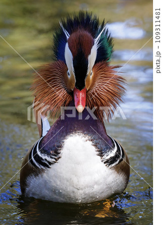 Mandarin duck bird 109311481