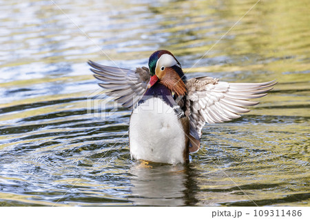 Mandarin duck bird 109311486