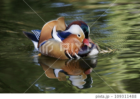 Mandarin duck bird Mandarin duck bird 109311488