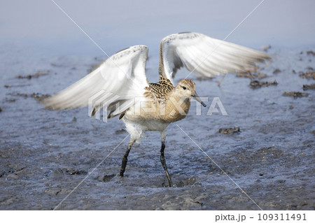 Ruff Sandpiper bird Ruff Sandpiper bird 109311491