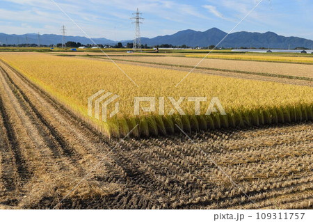 稲刈り作業中の田園風景 稲刈り作業中の田園風景 109311757