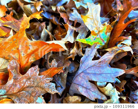 leaves on the ground leaves on the ground 109311966