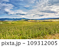 Slovakia summer landscape. Green summer fields, meadows, hills of Tatra mountains. Travel in vacations. Rural Road in Spis region, Slovakia. Spissky hrad national park 109312005