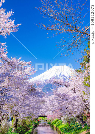 【春素材】忍野村の桜と富士山【山梨県】 109312075