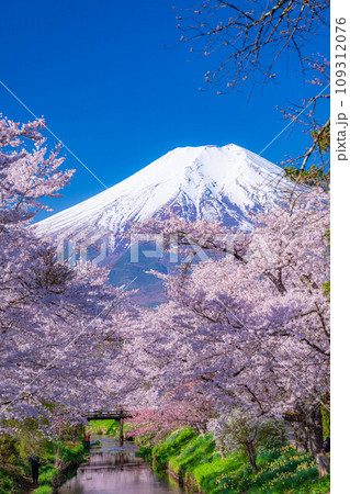 【春素材】忍野村の桜と富士山【山梨県】 109312076