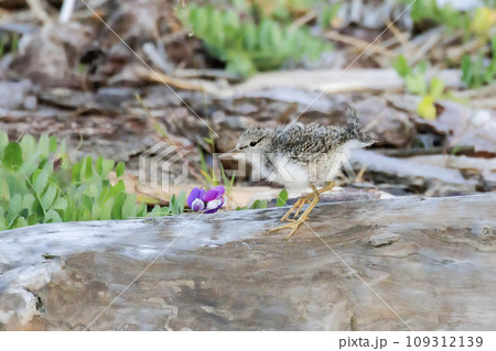 Spotted sandpiper bird Spotted sandpiper bird 109312139