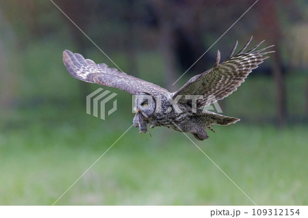 Great Gray Owl bird 109312154
