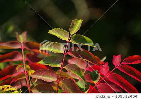 紅葉風景 109312404