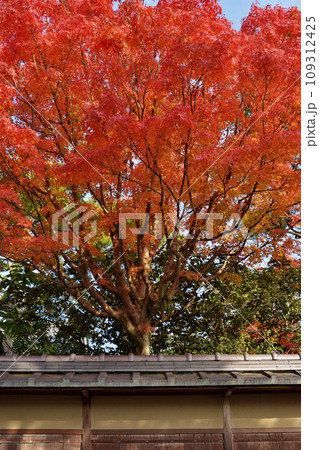 旧細川家別邸の紅葉 109312425