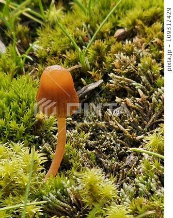 苔と茸 苔と茸 109312429