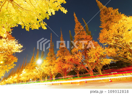 深夜の神宮外苑イチョウ並木 109312818