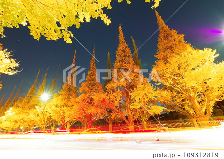 深夜の神宮外苑イチョウ並木 109312819