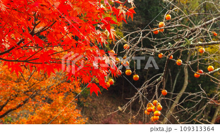 兵庫県 三木市 紅葉の伽耶院 兵庫県 三木市 紅葉の伽耶院 109313364