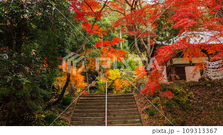 兵庫県 三木市 紅葉の伽耶院 兵庫県 三木市 紅葉の伽耶院 109313367