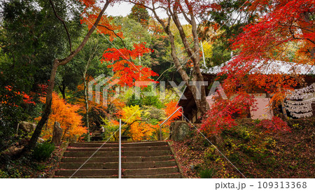 兵庫県 三木市 紅葉の伽耶院 109313368