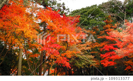 兵庫県 三木市 紅葉の伽耶院 109313377