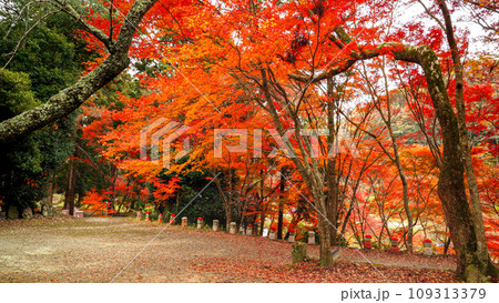 兵庫県 三木市 紅葉の伽耶院 109313379
