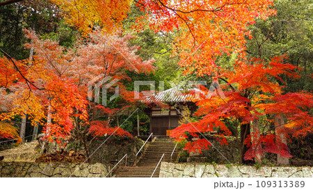 兵庫県 三木市 紅葉の伽耶院 兵庫県 三木市 紅葉の伽耶院 109313389