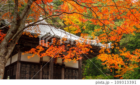 兵庫県 三木市 紅葉の伽耶院 109313391