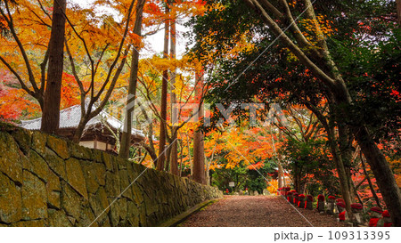 兵庫県 三木市 紅葉の伽耶院 兵庫県 三木市 紅葉の伽耶院 109313395