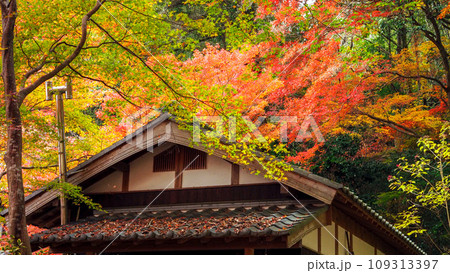兵庫県 三木市 紅葉の伽耶院 兵庫県 三木市 紅葉の伽耶院 109313397