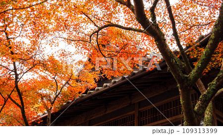 兵庫県 三木市 紅葉の伽耶院 兵庫県 三木市 紅葉の伽耶院 109313399